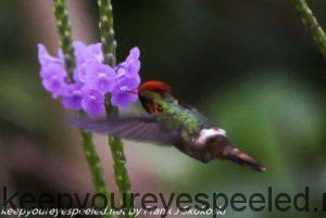 male tufted coquette humming bird 