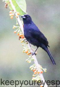 male white lined tanager 