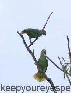 parrots in tree 