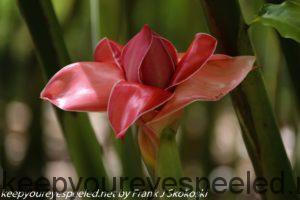 hawaiian torch flower