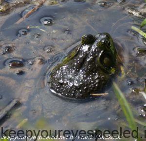 frog in lake 