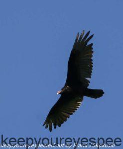 turkey vulture in flight 