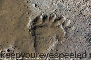 six toed bear footprint 