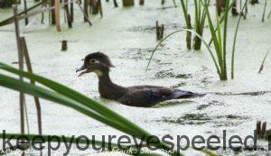 female wood duck on canal 