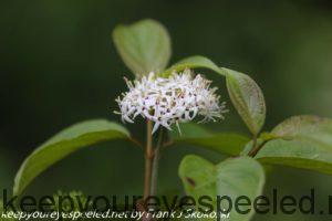 white dogwood flower 