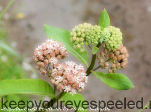 milkweed flowers 