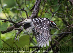 woodpecker in flight 