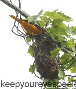 orchard oriole feeding young in nest 