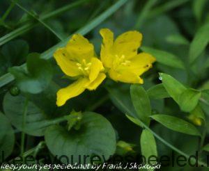 yellow creeping jenny flower 