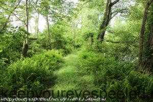 lush green woodlands 