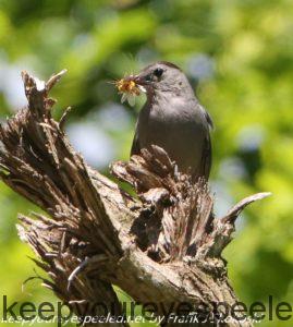 catbird with dragonfly 