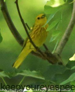 yellow warbler in tree