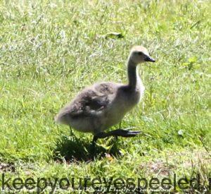 Canada goose gosling 