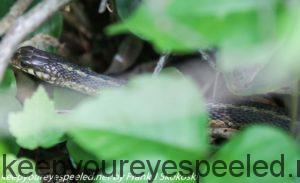 garter snake 