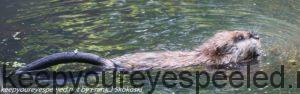 beaver in water 
