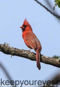 male cardinal in tree 
