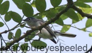 flycatcher or vireo in tree 