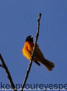 orchard oriole in tree 
