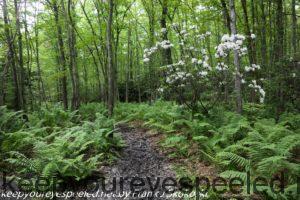 mountain laurel on trail 