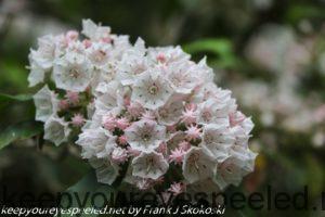 mountain laurel flowers 