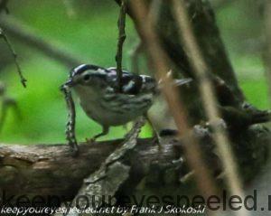 black and white warbler with grub 