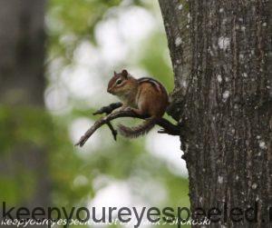 chipmunk on tree