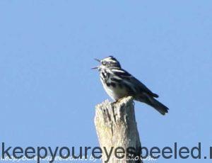 black-white warbler singing on treetop 
