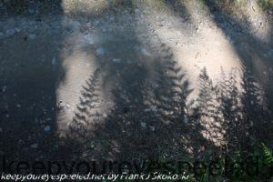 fern shadow on trail 