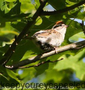 sparrow in tree 
