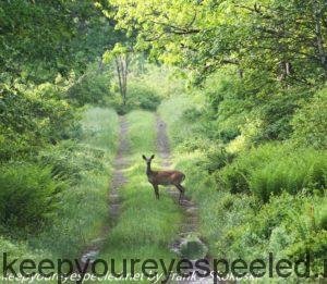 deer on trail 