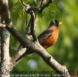 robin on tree branch 
