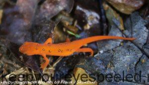 red eft on trail 