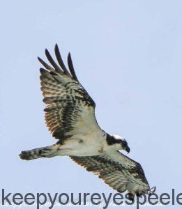 osprey in flight 