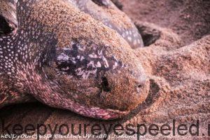 close up of leatherback turtle 