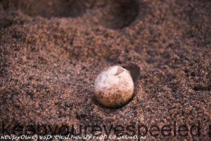 leatherback turtle egg on sand 