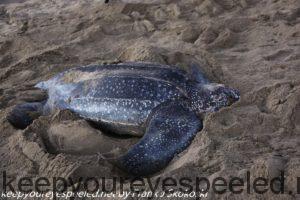 leatherback turtle on beach 