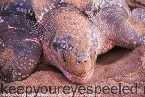 close up of leatherback turtle 