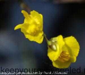 bladderwort flower 