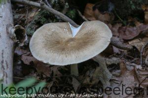 fawn mushroom 