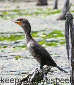 juvenile cormorant 