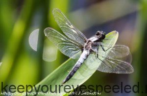 dragonfly on leaf 