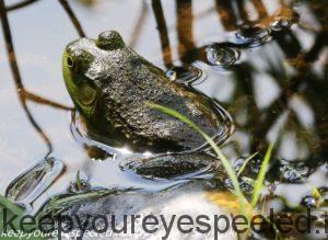 frog in pond 