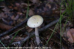 wild mushroom 