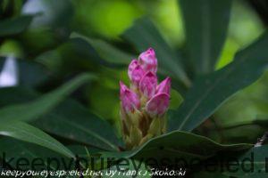 Rhododendron flower 