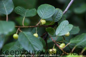 alder buckthorn fruit 