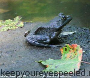 frog on log 