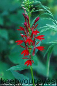 red cardinal flower 