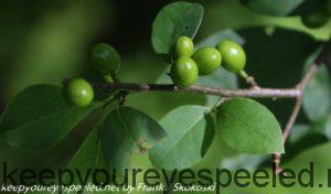 green spicebush berries 