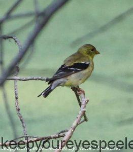 female goldfinch on branch 
