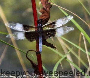 black-blue dragonfly on twig 